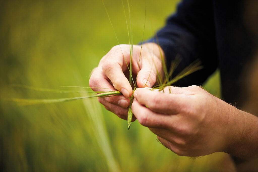 Tom Mellor no longer turns the soil before planting