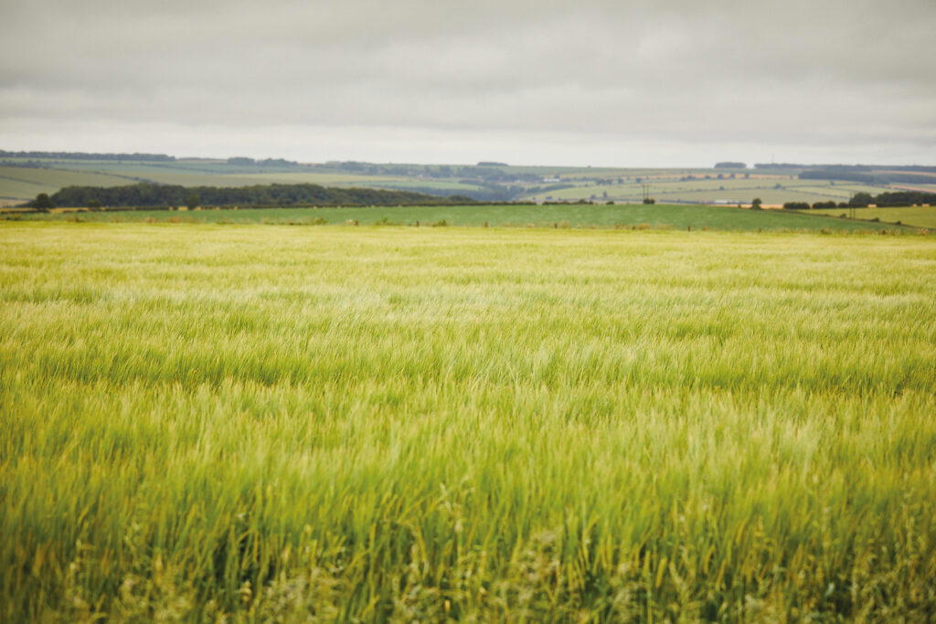 Tom Mellor grows the barley used in the whisky on his family farm
