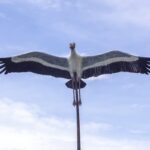 A closer look at the Burung Ranggong sculpture