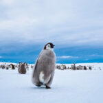 Scientists disagree over the exact number of species. Traditionally, there are 17. However, some acknowledged in 2006 that there are two types of rockhopper penguins. You are likely to see five species, including the Emperor (pictured, offspring) and Adélie. Emperor penguins are sociable and unafraid of humans. If they come within a few metres of you, don’t be shocked. This is one of the world’s greatest, yet least seen wildlife events (Credit: White Desert)