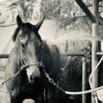 One of Gandharvi's racehorses at Singapore Turf Club's stables