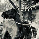 One of Gandharvi's racehorses