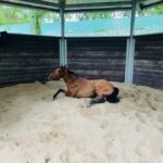 One of Gandharvi's recently acquired racehorses