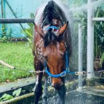 One of Gandharvi's racehorses