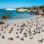 A colony of penguins at Boulders Beach, Cape Town