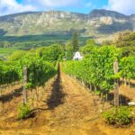 The Stellenbosch wine region