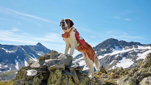 Saint Bernards are also affectionately called Barrys