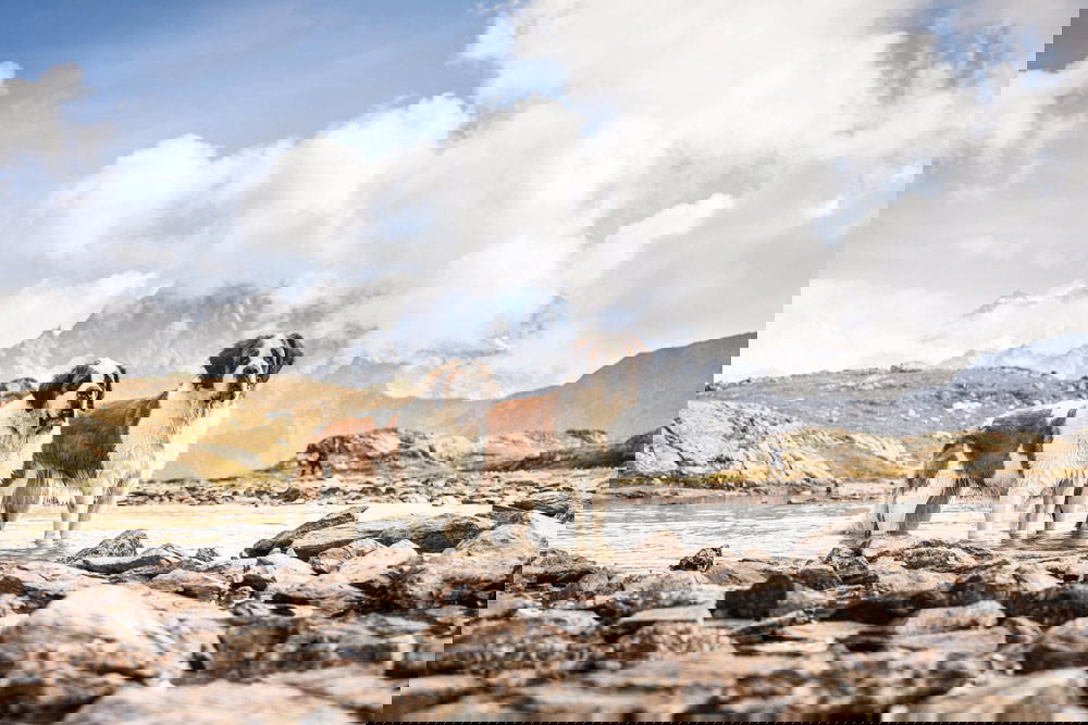 These dogs were originally bred for rescue work in the mountains