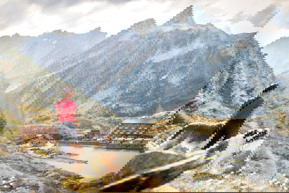 Saint Bernards carried supplies for the Red Cross in the Italian mountains during World War I