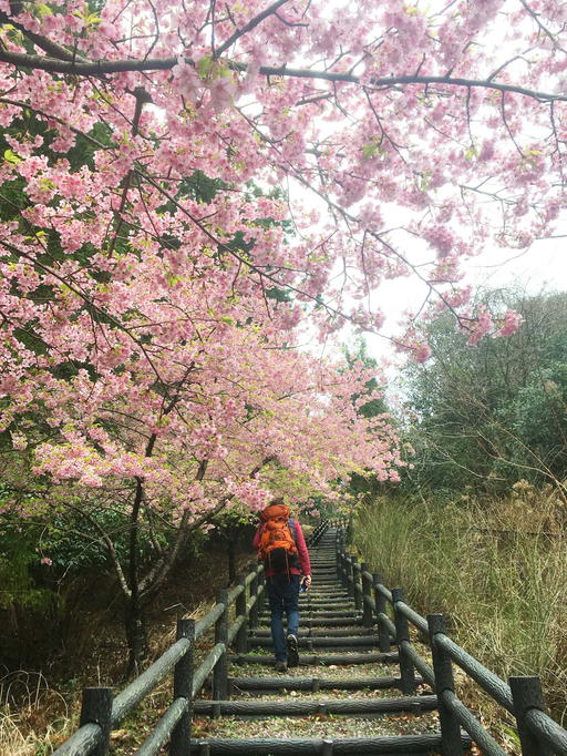 Walk Japan Sakura Blossom