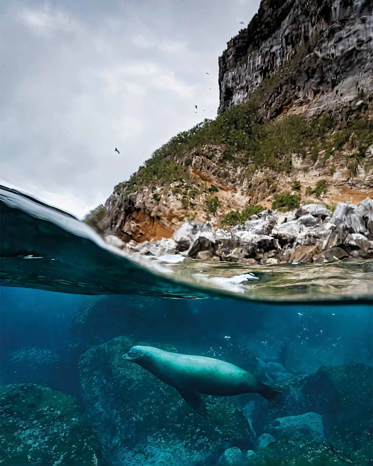 A large male fur seal cruises the waters of the Galápagos Islands, part of Mission Blue’s network of worldwide Hope Spots