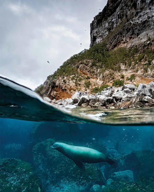 A large male fur seal cruises the waters of the Galápagos Islands, part of Mission Blue’s network of worldwide Hope Spots