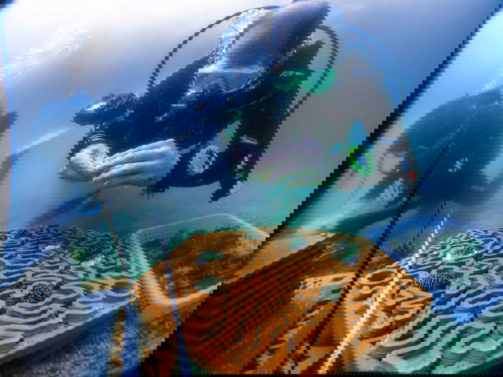 Fabricated using a six-axis industrial robot with a 3D clay extruder, the tiles are ocean-friendly and use biomimicry—strategies found in nature to solve human design challenges sustainably—to increase coral growth and survival. Due to varying ecological guidelines, Archireef can also adapt the tiles to fit conditions of different sites in order to increase coral survival rates (Credit: Archireef)