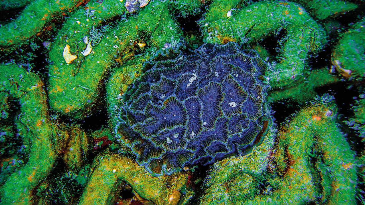 Corals growing on a 3D-printed tile from Archireef (Credit: Archireef)