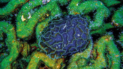 Corals growing on a 3D-printed tile from Archireef (Credit: Archireef)