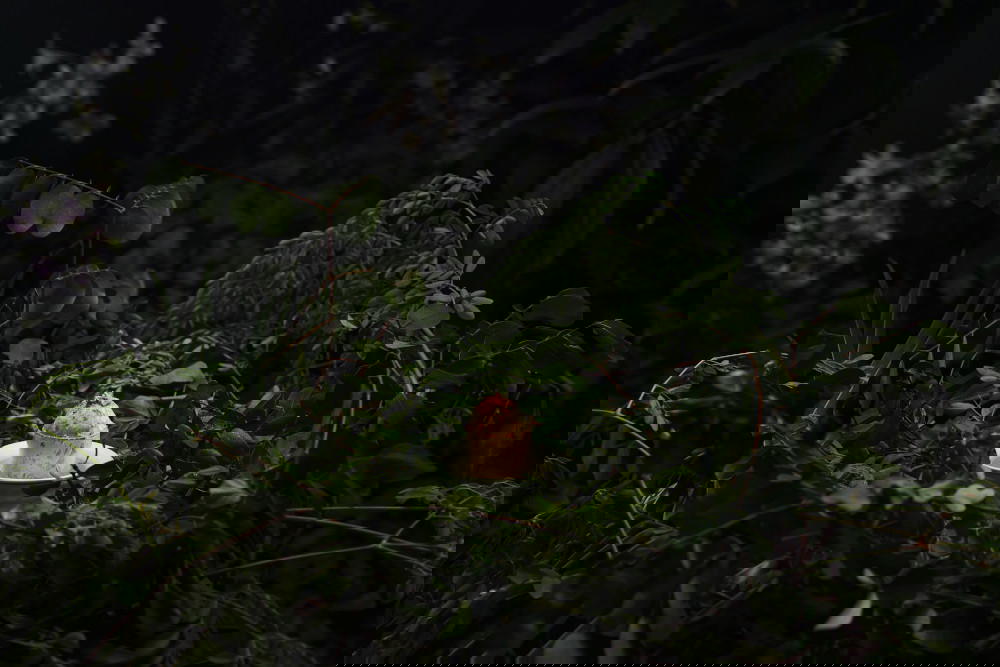 Bread of the Forest is made with a Sakura wheat flour base and its evolution over a period of 30 minutes is intended to be a contemplative spectacle (Credit: Mandala Masters)