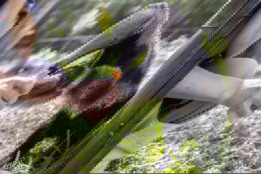 A giant anteater pup is being fed at the Rescue Centre. Anteaters had become extinct in Iberá and were reintroduced in order to keep the countless ant species in check, enabling the grasslands and forests to recover (Credit: Rolex)
