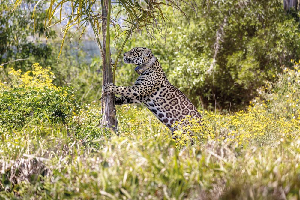 Malú, a female jaguar relocated from a zoo, lives in the Jaguar Reintroduction Center in the Iberá Wetlands. In time, her cubs will be released into the wetlands to contribute towards the area’s rewilding efforts (Credit: Rolex)