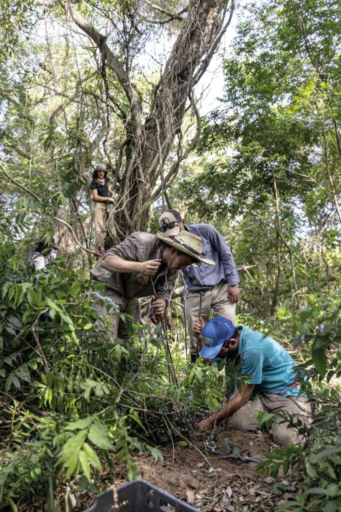 Pablo Guerra, Jaguar Reintroduction Center Manager, and his team setting a trap to catch a wild jaguar in order to place a tracking collar on the animal (Credit: Rolex)
