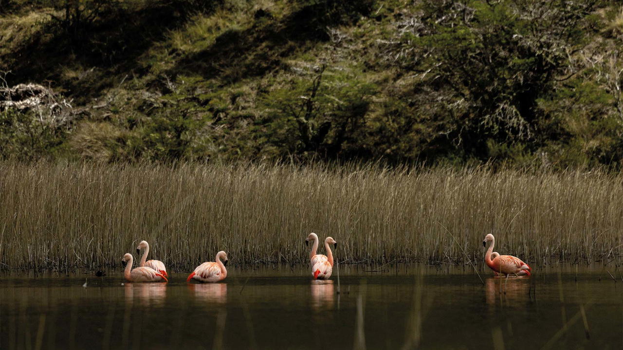 Flamingos in Patagonia National Park, Chile (Credit: Rolex)