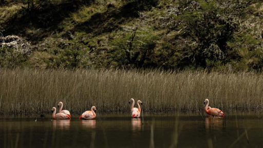 Flamingos in Patagonia National Park, Chile (Credit: Rolex)