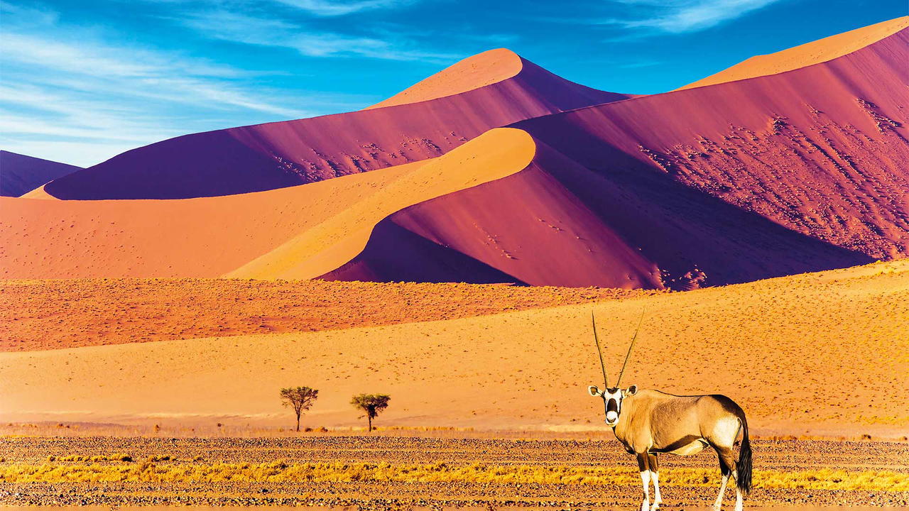 An oryx in the Namibia desert