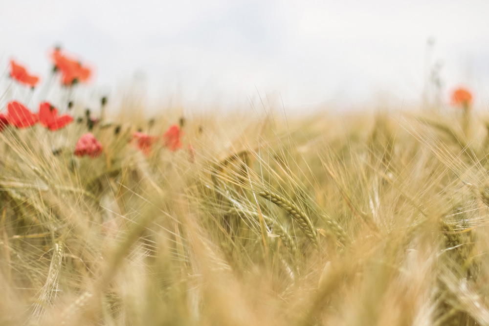 Organic barley growing at a distillery