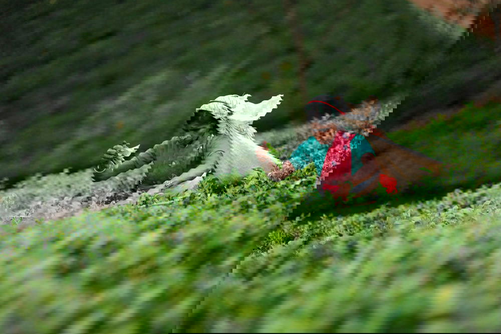 A typical tea plantation in Ceylon (Credit: Resplendent Ceylon)