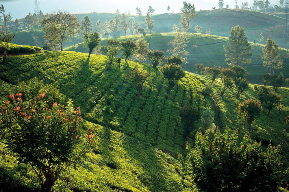 Credit: Resplendent Ceylon