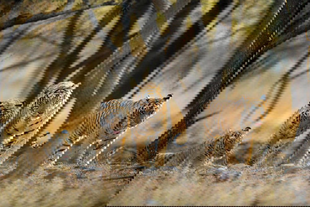 The Ranthambore National Park in Northern India is known for its large tiger population