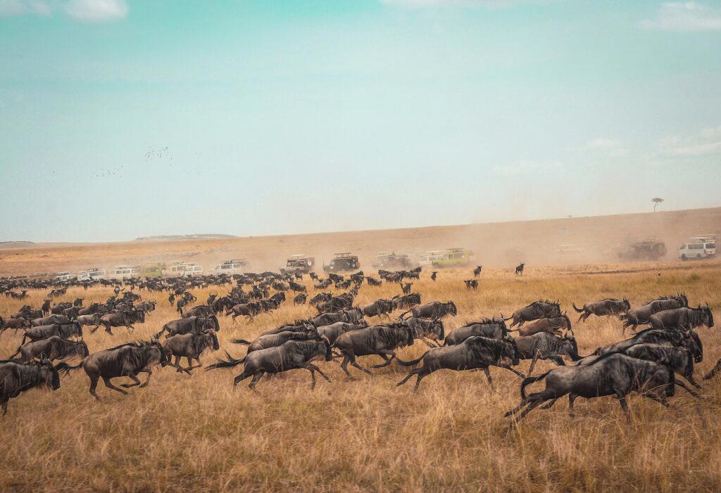 The Great Migration at Masai Mara