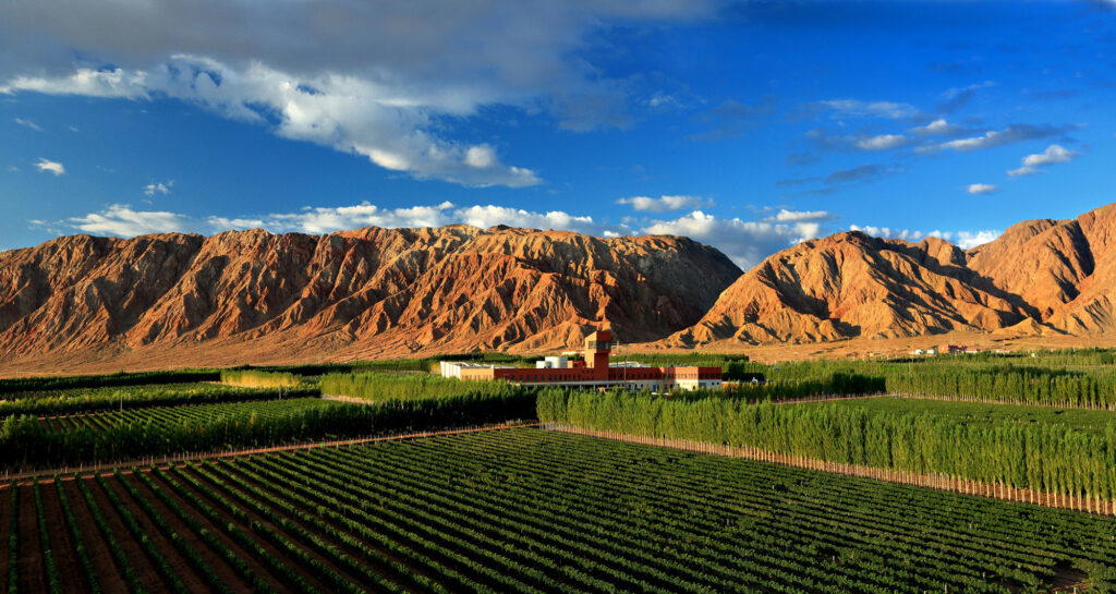Tiansai vineyard, Xinjiang
