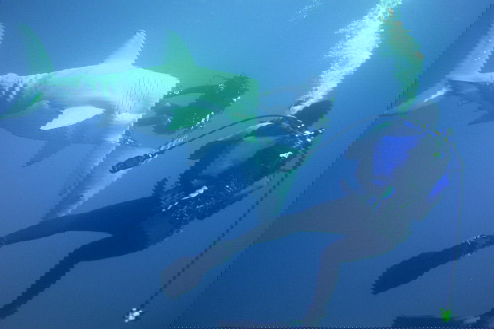 Troy the shark-shaped submarine was inspired by Red Rackham’s Treasure, a Tintin comic Fabien Cousteau had read as a boy (Credit: Fabien Cousteau)