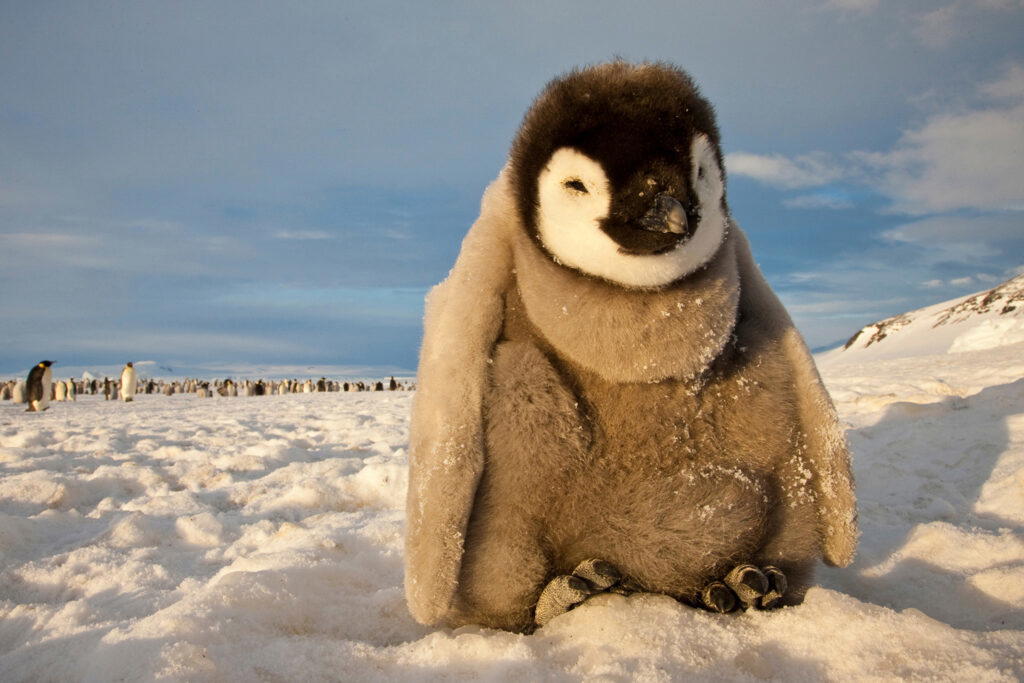 Niklen photographs a young emperor penguin chick at the largest emperor penguin breeding colony in the Ross Sea, a deep bay in the Southern Ocean. Emperor penguins’ breeding habits rely on the ice, making them the most vulnerable of Antarctica’s species. Photo: Paul Nicklen