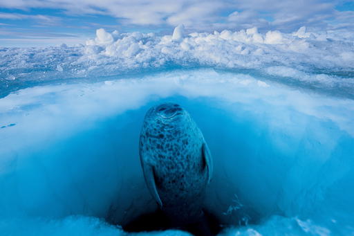 Nicklen photographs a ringed seal as it looks for polar bears through the crystal clear water in its breathing hole before surfacing for a breath. Without ice, ringed seals will lose a key part of their environment where they build the igloos to rear their pups, and the series of breathing holes that allow them to evade polar bears