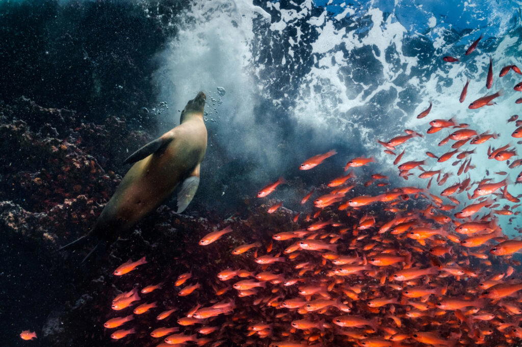 Mittermeier photographs a school of cardinal fish swimming away from a Galapágos sea lion. The Galapágos is one of the most biodiverse areas on the planet. In January 2022, the Hermandad Marine Reserve added 60,000 square kilometres to the islands’ surrounding no fishing zone, adding 5.9 percent to Ecuador’s protected ocean. Photo: Cristina Mittermeier