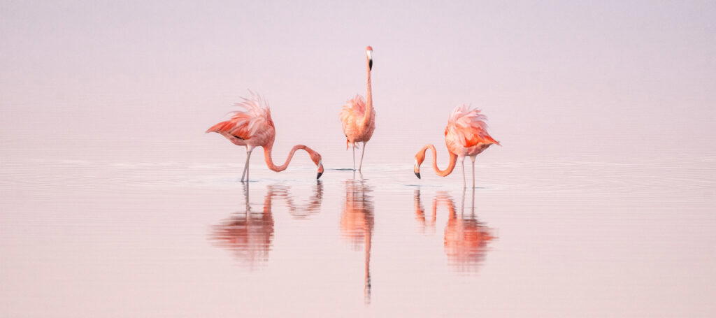 Mittermeier photographs a trio of flamingos in search of brine shrimp in the shallows of the Ría Lagartos, in Mexico. The flamingos get their bright, coral colouring from the crustaceans they eat. Photo: Cristina Mittermeier