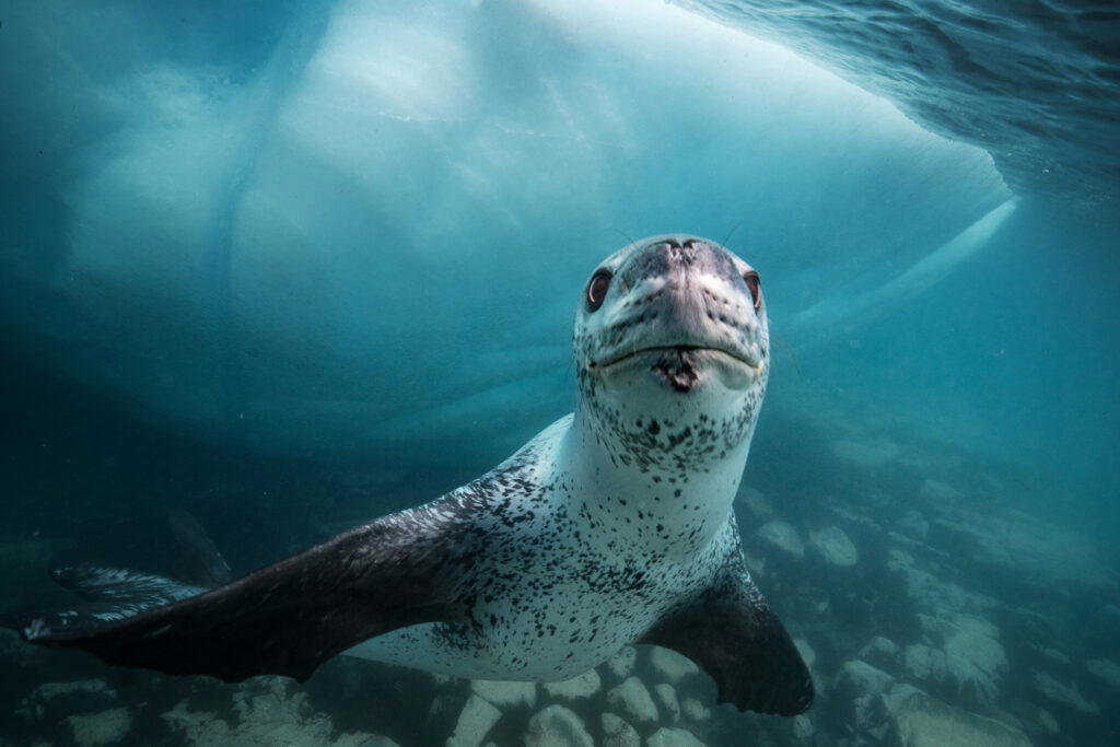 In one of over 45 expeditions undertaken by SeaLegacy, Mittermeier encounters a leopard seal in Antarctica. Scientific observations have shown leopard seals moving into fur seal territory around Antarctica, where they are decimating the fur seal population. Photo: Cristina Mittermeier