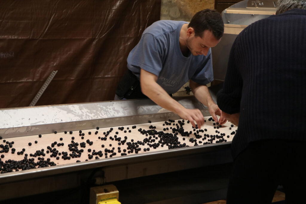 Xavier Jean sorting grapes