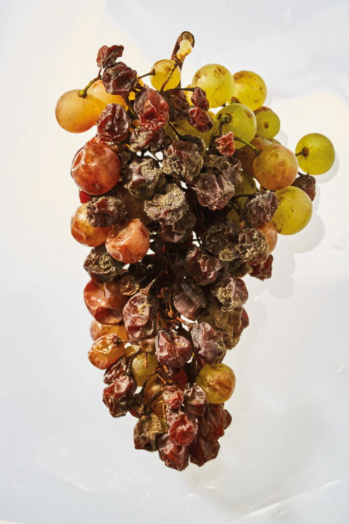 Grapes with noble rot