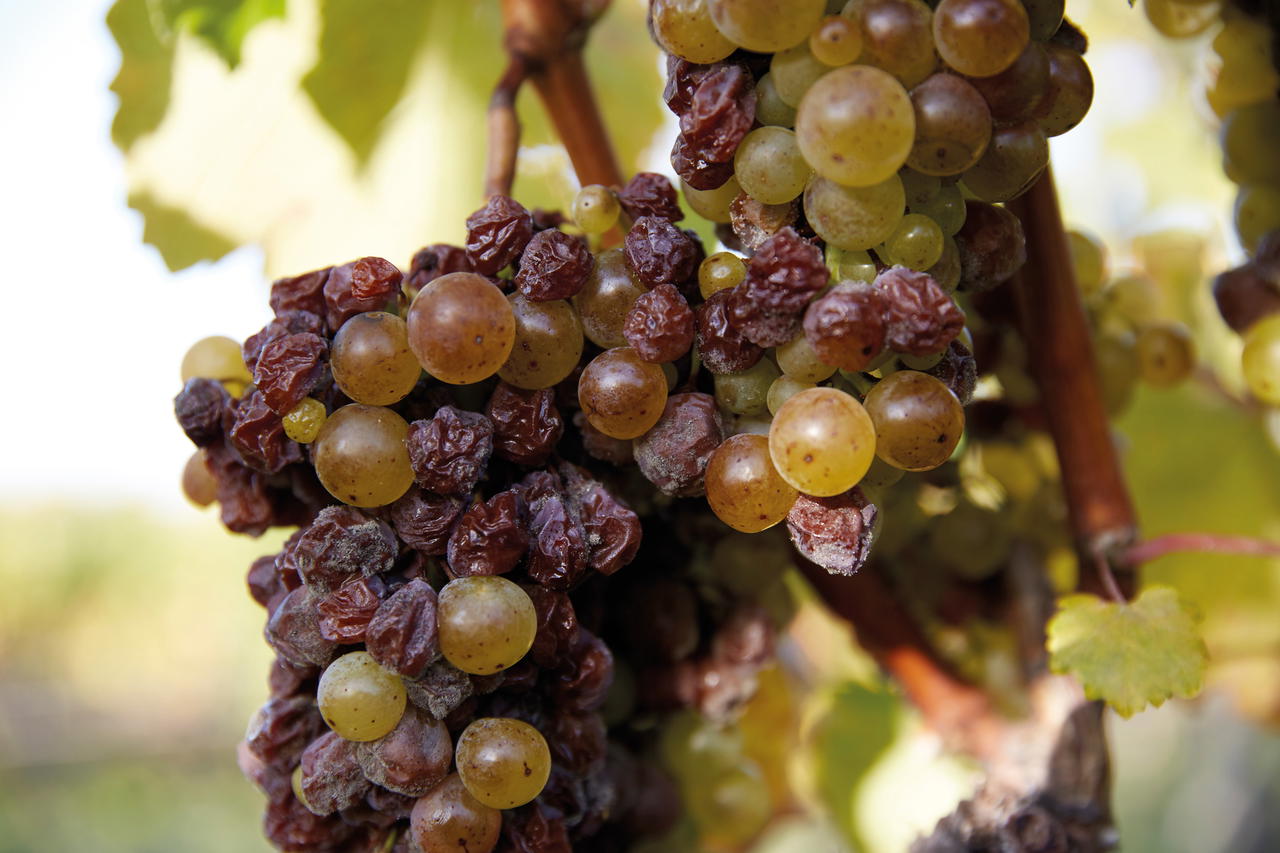 Furmint Aszú grapes on the vine