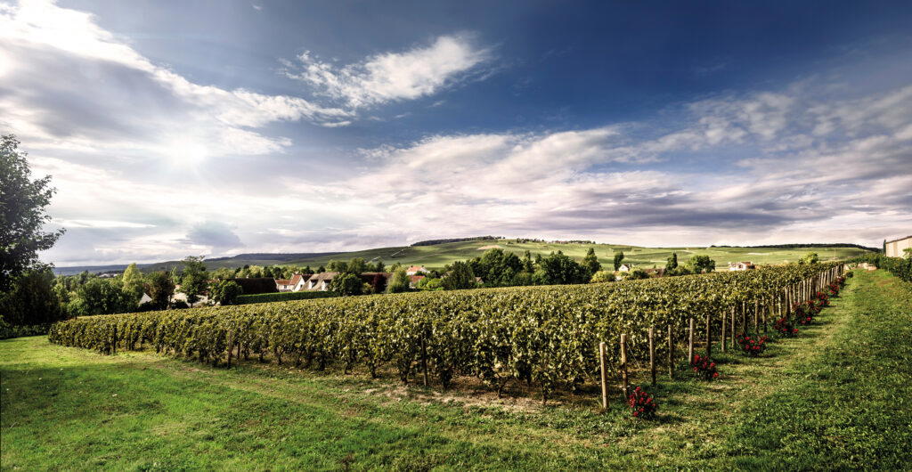 The Clos St. Hilaire vineyard