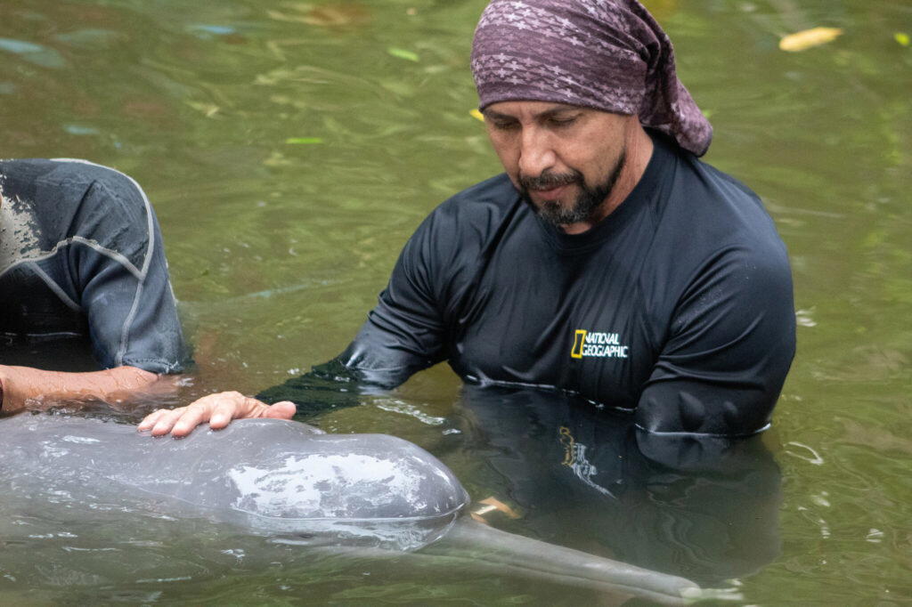 Trujillo evaluates the health of the only South American river dolphin in captivity at the Quistococha Zoo