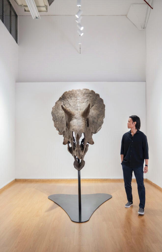 The Triceratops skull he recently acquired retains 62 percent of the original bone specimen (Credit: Yvonne Isabelle Ling)