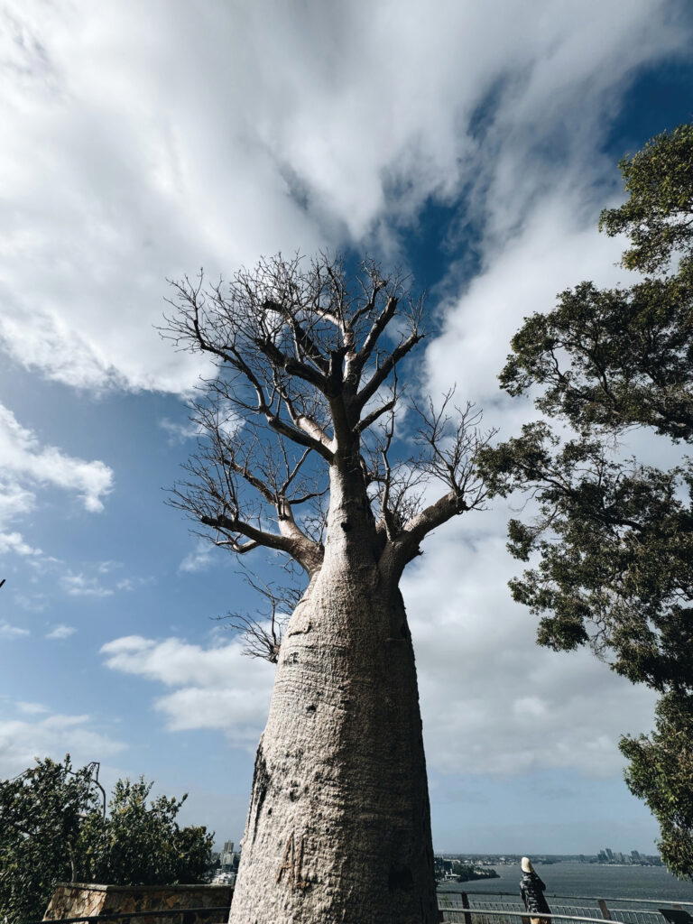 The 750-year-old Gija Jumulu (boab or boabab tree) in Kings Park and Botanic Garden