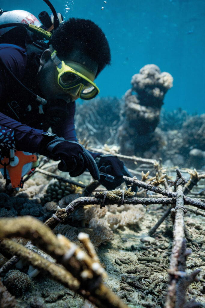 Mission Blue, Hope Spot, Perpetual Planet