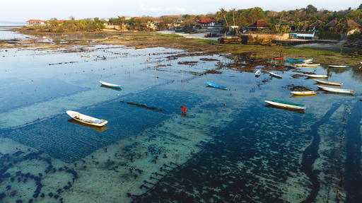Mission Blue, Hope Spot, Perpetual Planet, seaweed farming
