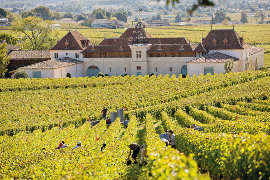The vines in Château Angélus’ 42-ha vineyard are 50 percent merlot, 47 percent cabernet franc, and three percent cabernet sauvignon