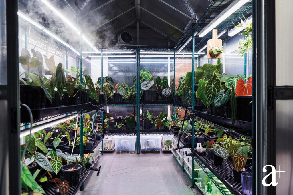 Inside his greenhouse