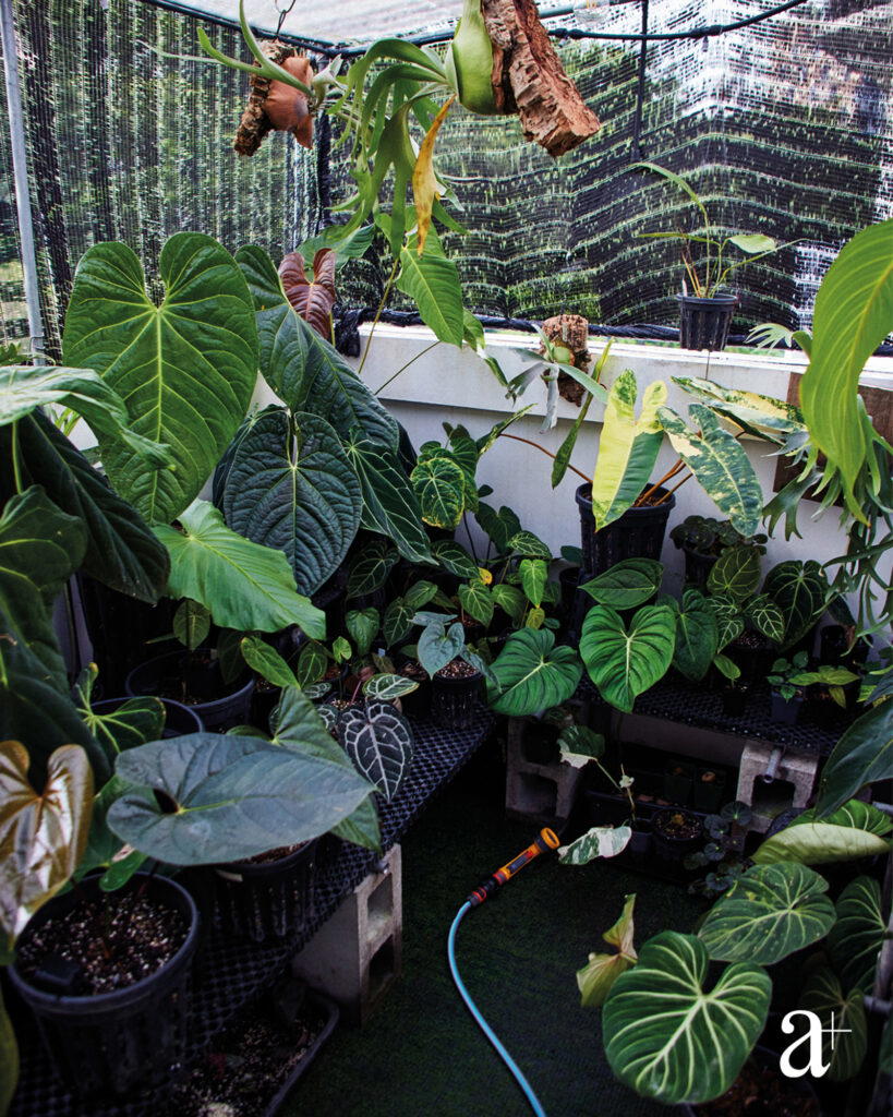 The Anthurium regale x luxurians, a hybrid with velvety bullate leaves, Anthurium schottianum, and Anthurium crystallinum